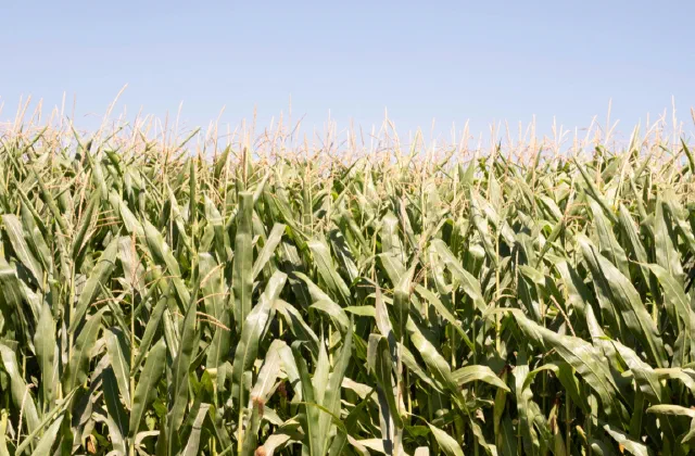 Challenges and Opportunities for Bioenergy in Europe: National Deployment, Policy Support, and Possible Future Roles
